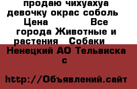 продаю чихуахуа девочку,окрас соболь › Цена ­ 25 000 - Все города Животные и растения » Собаки   . Ненецкий АО,Тельвиска с.